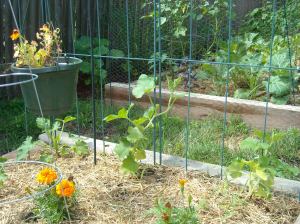Butternut Squash on a trellis