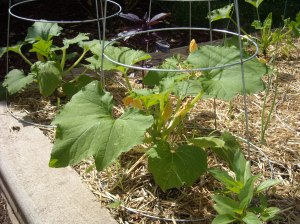 Squash and tomato cage