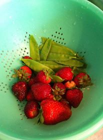 The early harvest of sugar snap peas and strawberries.
