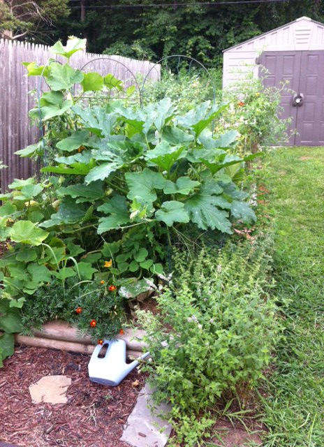 That squash plant could easily swallow you whole. It's already managed to "disappear" a tomato.
