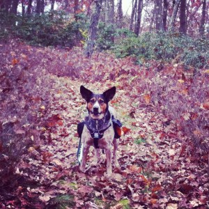 In the wild, dogs don't usually have backpacks.