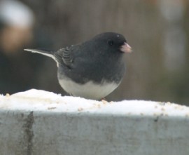 dark_eyed_junco