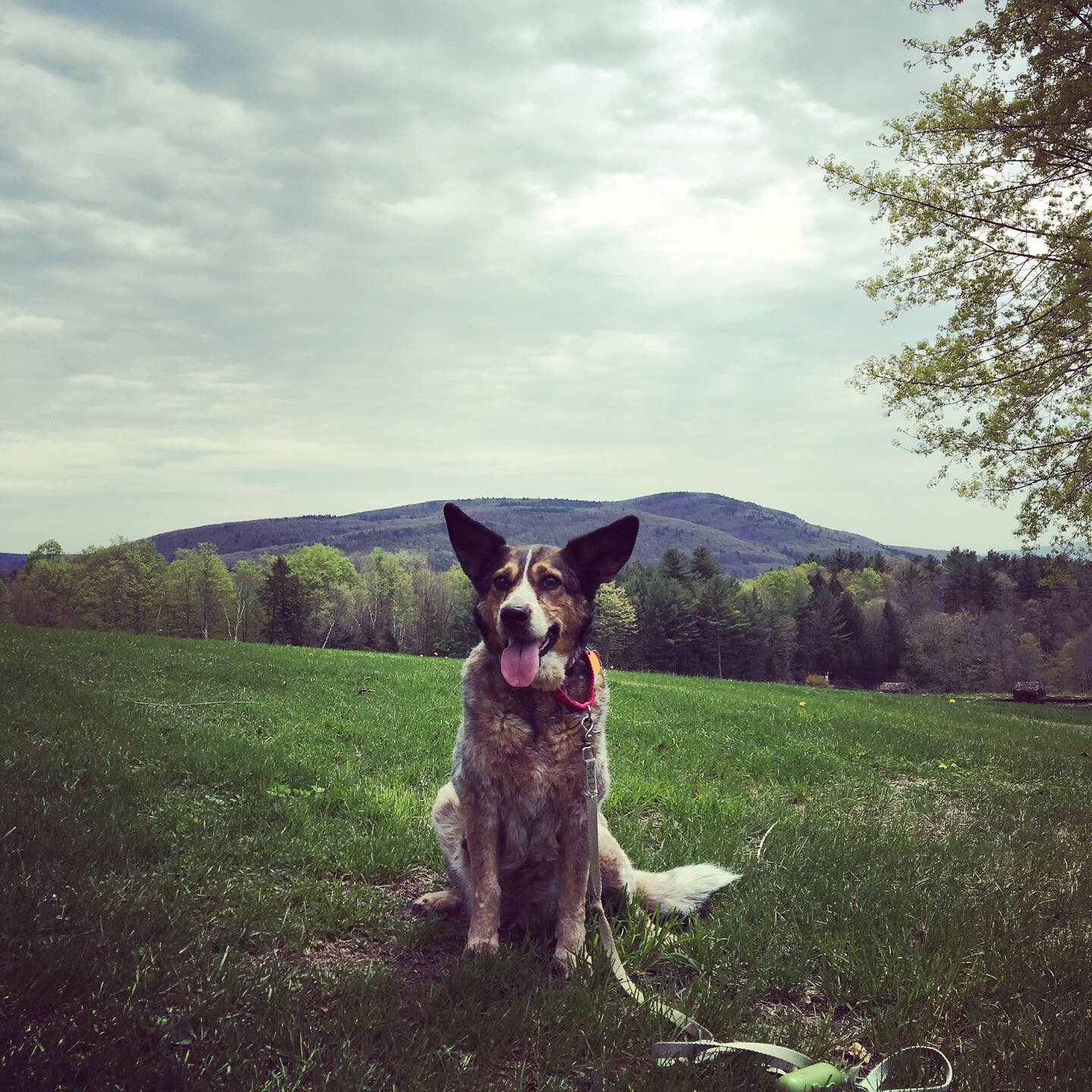Maybelle on the SIT campus, with the Vermont mountains behind her.