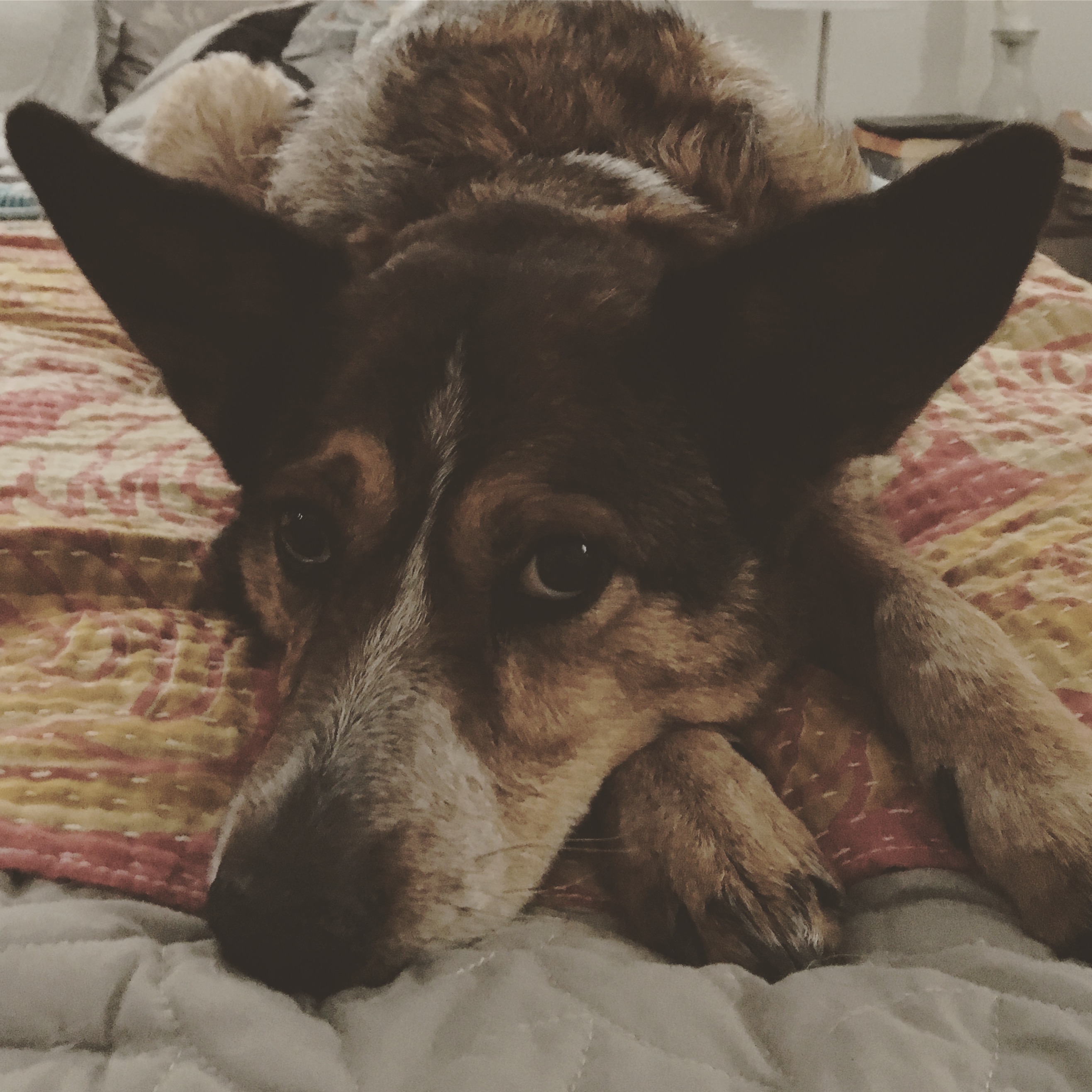 Maybelle laying in bed, staring at the camera.