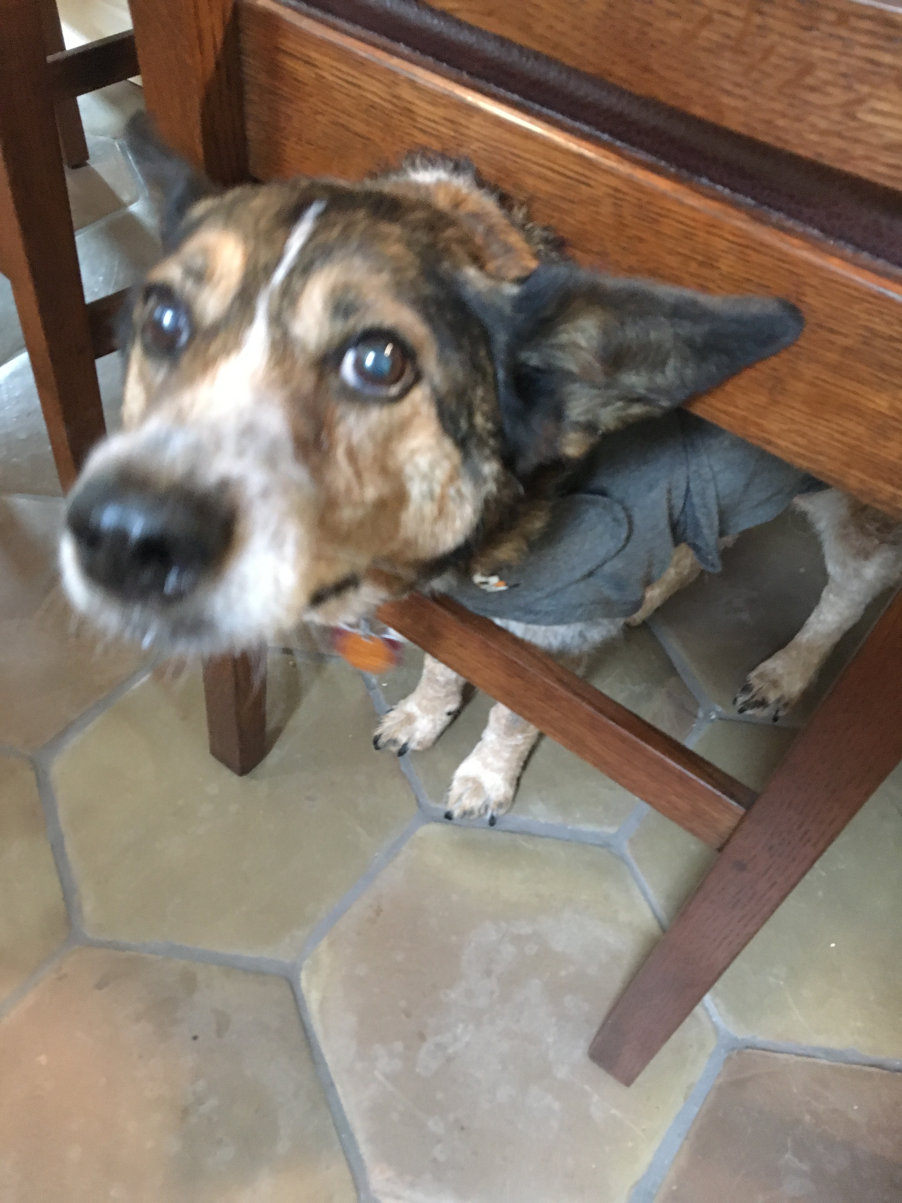 Maybelle, a dog, standing under a stool. 